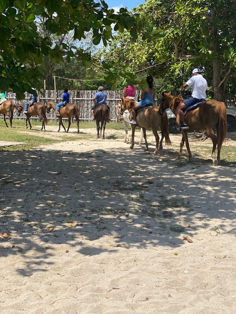 Horses on the adventure