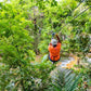 Zipline in Jamaica